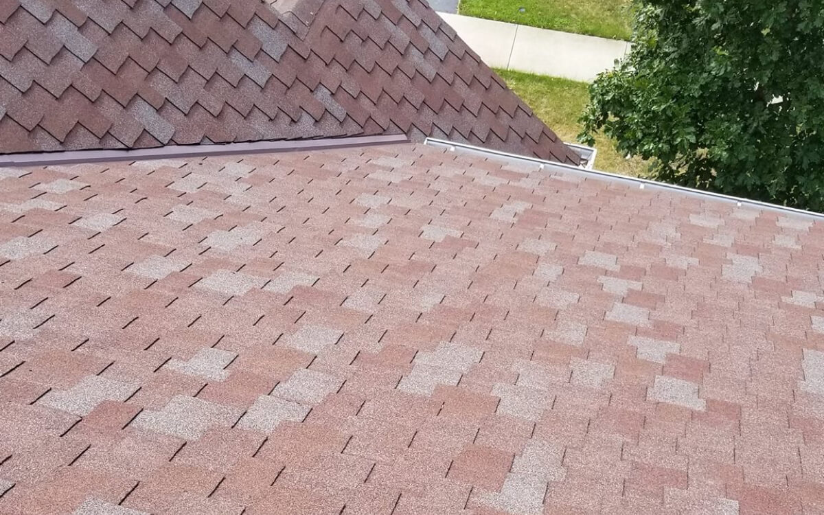 Western Redwood - Vista 2